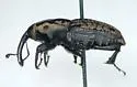 Nutgrass Billbug - photo 2
