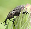 Nutgrass Billbug - photo 4