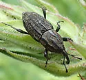 Nutgrass Billbug - photo 5