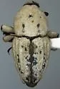 Sphenophorus cazieri - Sphenophorus cazieri