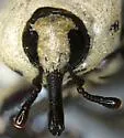 Sphenophorus cazieri - photo 3