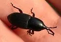 Sphenophorus cf-mormon