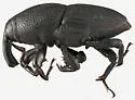 Sphenophorus chittendeni - photo 2
