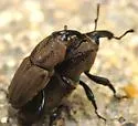 Sphenophorus coesifrons - photo 2