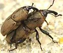 Sphenophorus coesifrons - photo 3