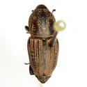 Sphenophorus coesifrons - photo 5