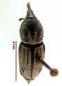 Sphenophorus compressirostris