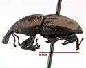 Sphenophorus compressirostris - photo 2