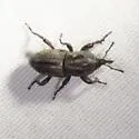 Sphenophorus compressirostris - photo 5
