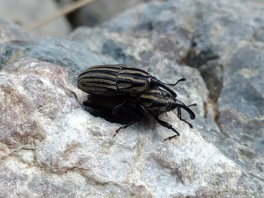 Sphenophorus costipennis - photo 2