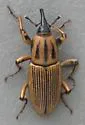 Sphenophorus crenatus - Sphenophorus crenatus