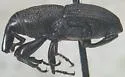Sphenophorus cultellatus