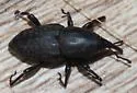 Sphenophorus deficiens