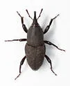Sphenophorus deficiens - photo 2