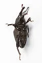 Sphenophorus deficiens - photo 3