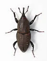 Sphenophorus deficiens - photo 4