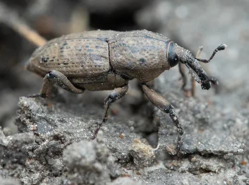 Sphenophorus destructor - Sphenophorus destructor