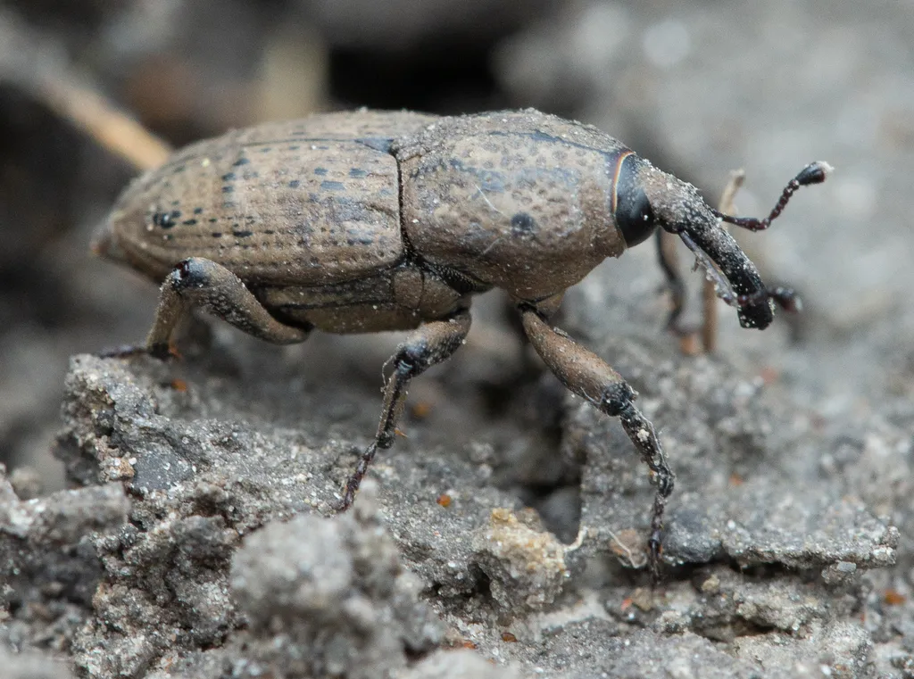 Sphenophorus destructor - photo 2