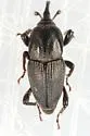 Sphenophorus gagatinus - photo 3