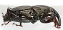 Sphenophorus gagatinus - photo 4