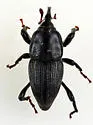 Sphenophorus gagatinus - photo 5