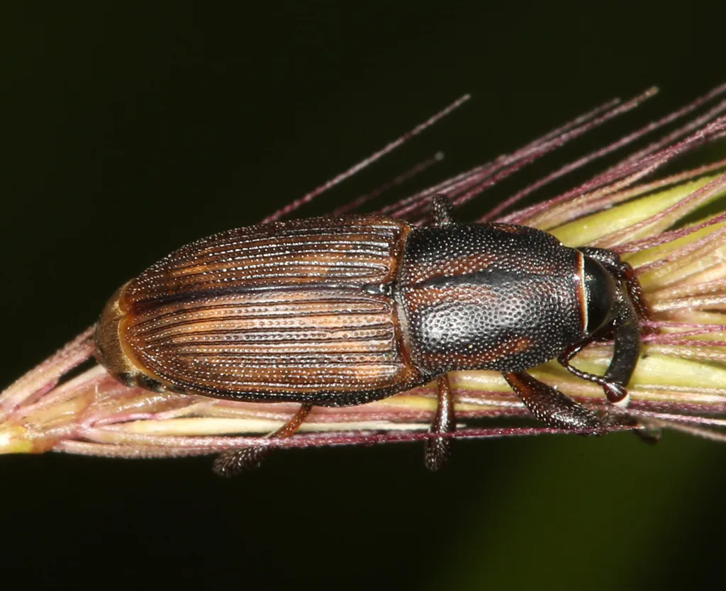 Sphenophorus gentilis - photo 2