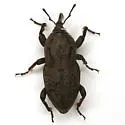 Sphenophorus germari - photo 3