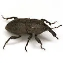 Sphenophorus germari - photo 4