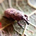 Sphenophorus germari - photo 5