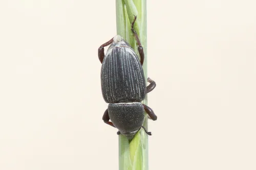 Sphenophorus graminis - Sphenophorus graminis