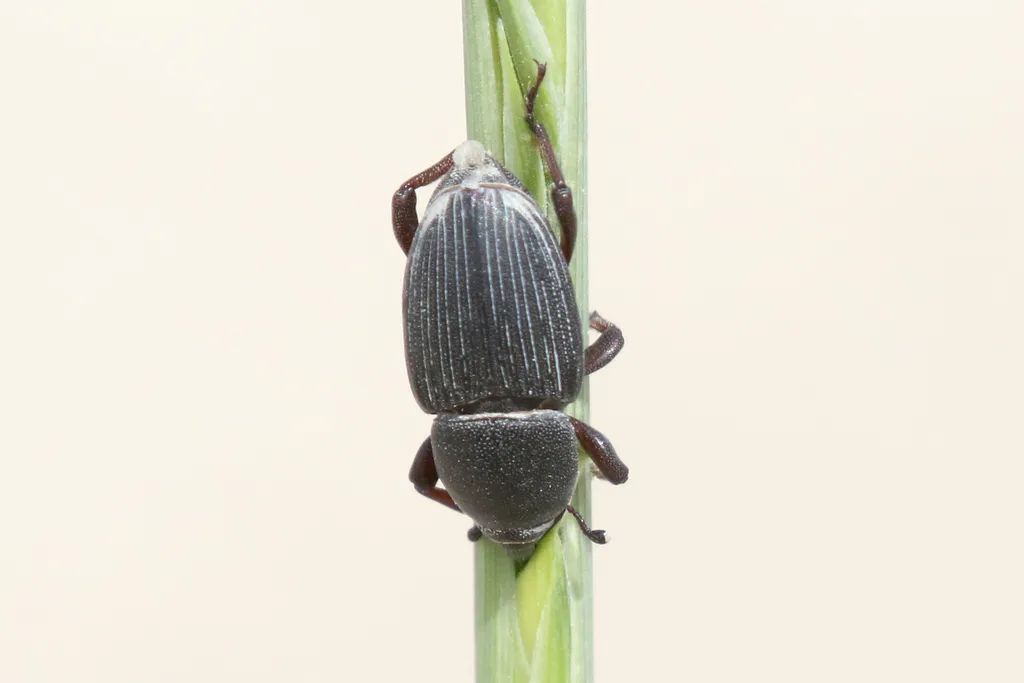 Sphenophorus graminis - photo 2
