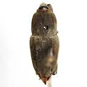 Sphenophorus hoegbergii - Sphenophorus hoegbergii