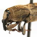 Sphenophorus hoegbergii - photo 3