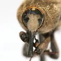 Sphenophorus hoegbergii - photo 4