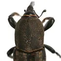 Sphenophorus holosericus - photo 2