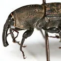 Sphenophorus holosericus - photo 3