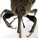 Sphenophorus holosericus - photo 4