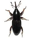 Sphenophorus imus