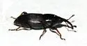 Sphenophorus imus - photo 2