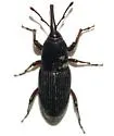 Sphenophorus imus - photo 3