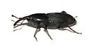 Sphenophorus imus - photo 4