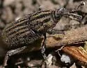 Sphenophorus incongruus - Sphenophorus incongruus