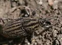 Sphenophorus incongruus - photo 2