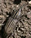 Sphenophorus incongruus - photo 3