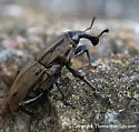 Sphenophorus latinasus