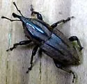 Sphenophorus latinasus - photo 2