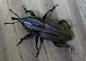 Sphenophorus latinasus - photo 3