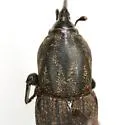 Sphenophorus maidis - photo 2
