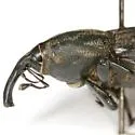 Sphenophorus maidis - photo 3