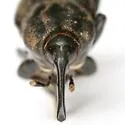 Sphenophorus maidis - photo 4